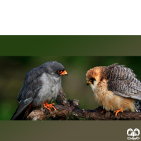 گونه شاهین پاسرخ Red-footed Falcon